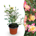 Green boutiQ - Rosier de jardin - Rosa Tricolor Fairy - Rosier - Rustique - Jaune-Rose - 1 plante - Pot 12 cm - Hauteur 20-25 cm