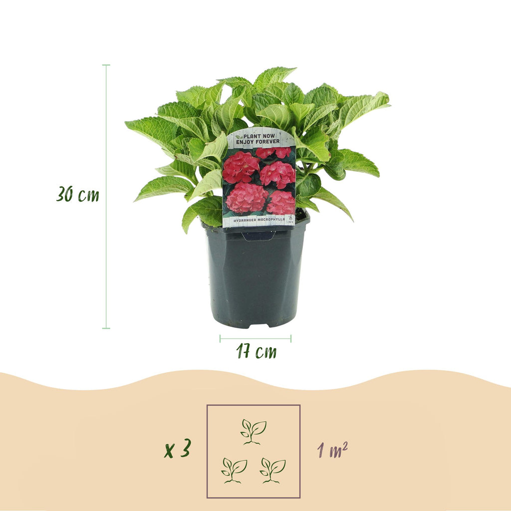 Green boutiQ - Hortensia - Hydrangea macrophylla Rouge - Fleur Rouge - 1 Plante - Caduc - Faible Entretien - Pot 17cm Hauteur 30cm