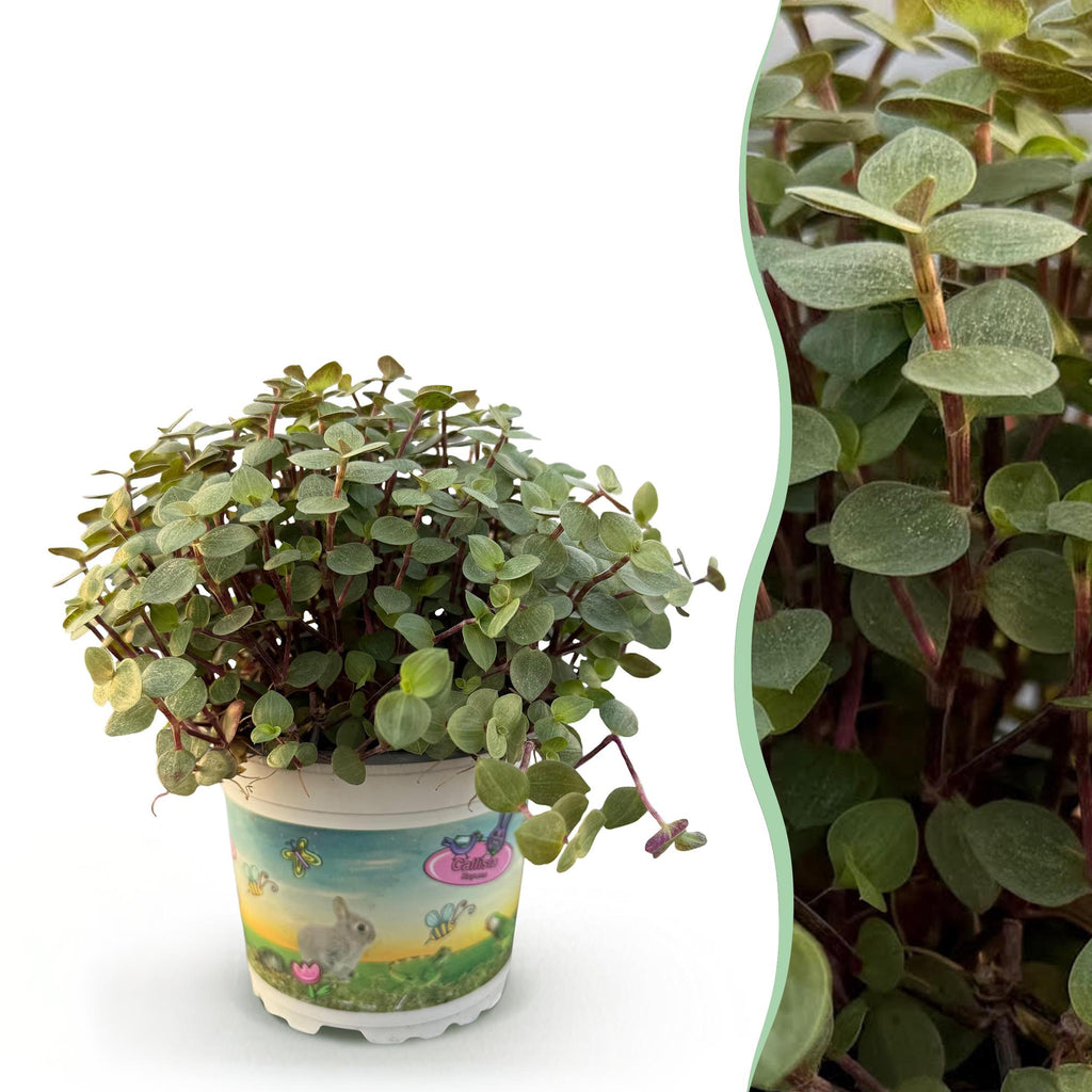 Green boutiQ - Zimmerpflanze - Callisia repens - Schönpolster - Haustierfreundliche Pflanze - Grün - 1 Pflanze - Topf 12 cm - Höhe 14 cm