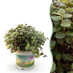 Green boutiQ - Zimmerpflanze - Callisia repens - Schönpolster - Haustierfreundliche Pflanze - Grün - 1 Pflanze - Topf 12 cm - Höhe 14 cm