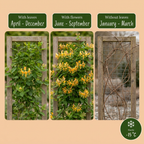 Lonicera tellmanniana - Chèvrefeuille de Tellmann - Orange - Jaune - Grimpante - Ø9cm - ↕35cm