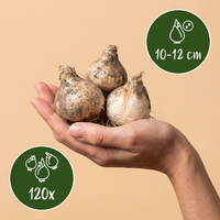 120x Allium Purple - White Mix - Sierui paars-wit mengsel - Paars en Wit - Zomerbloeier - Bolmaat 10/12