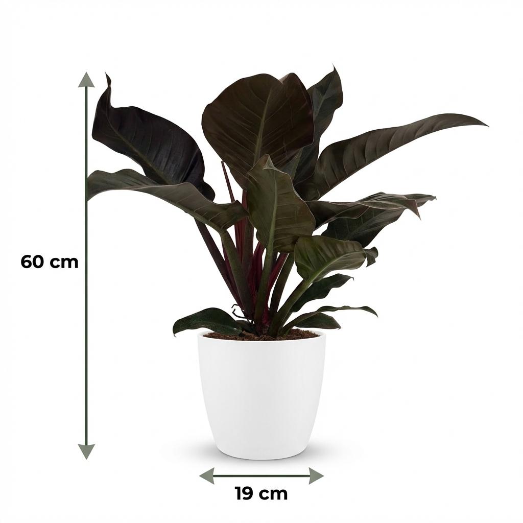 Green boutiQ - Plante d'intérieur - Philodendron - Philodendron Imperial Red - Rouge - Entretien facile - 1 plante - avec pot blanc - Pot 19 cm - Hauteur 60 cm