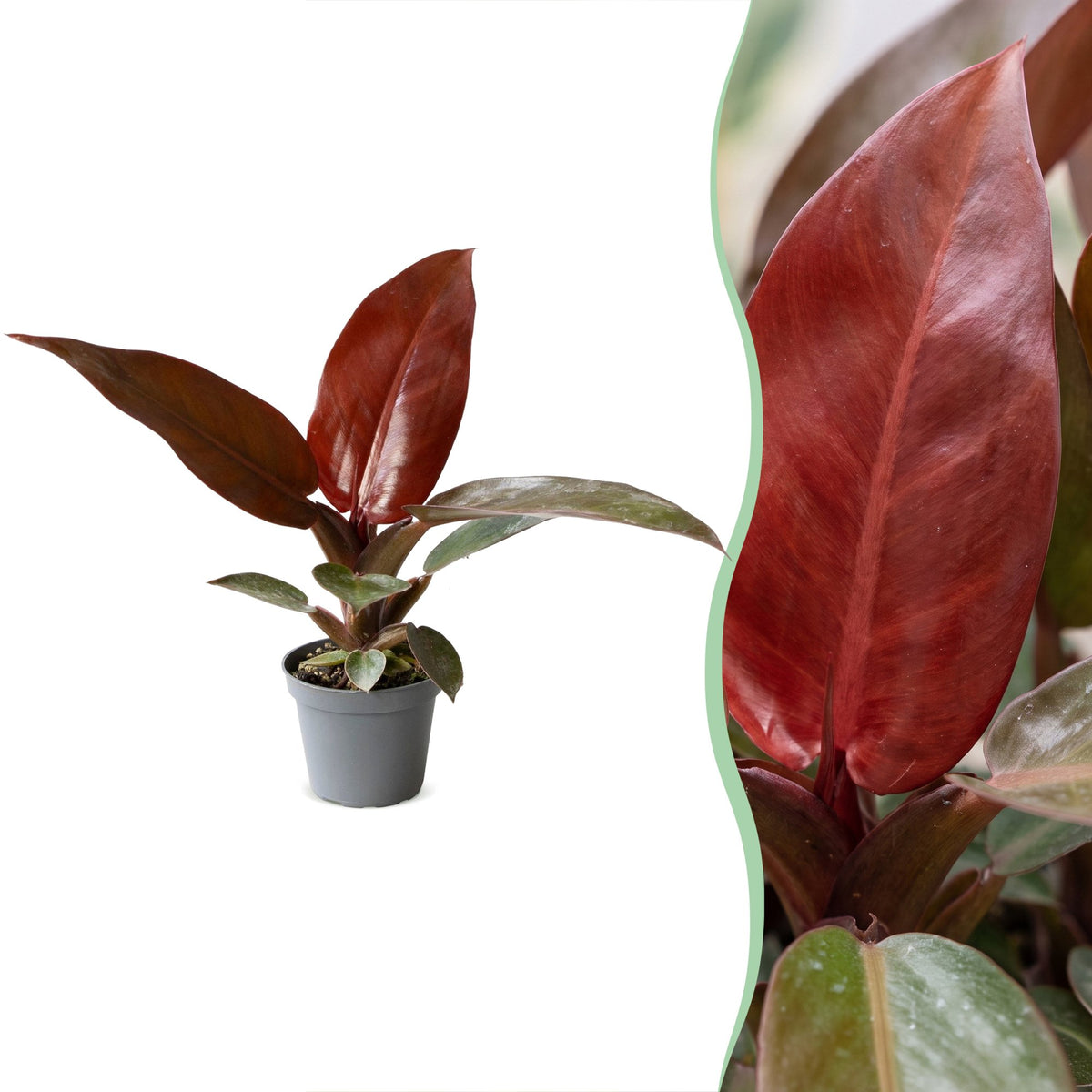 Philodendron Sun Red - Philodendron Sun Red - Green - Red - Pink - Tropical - Ø6cm - ↕10cm