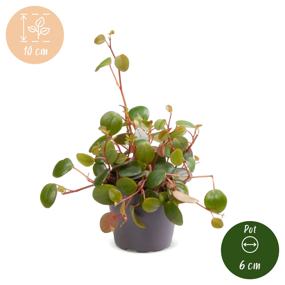 Peperomia Pepperspot - Pepper Spot Peperomia - Green - Red - Tropical - Ø6cm - ↕10cm