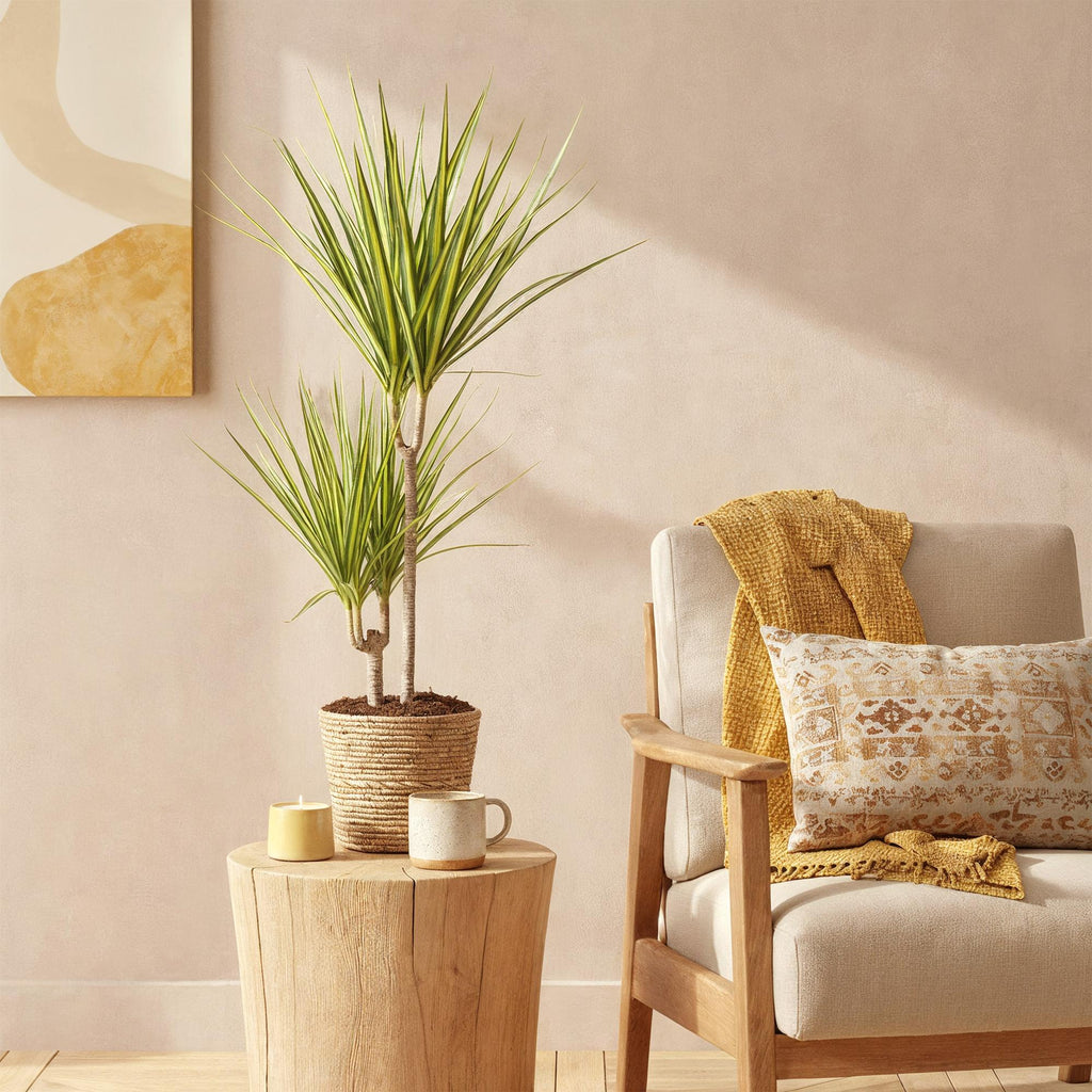 Green BoutiQ - Le vert, c'est... Plantes d'intérieur - Dracaena Sunray - Dragonnier - Entretien facile - Vert - 2 Plantes - Pot 17cm - Hauteur 70-75cm