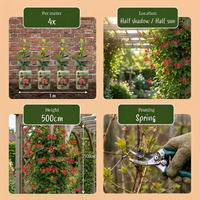 4x Lonicera br. 'Dropmore Scarlet' - Dropmore Scarlet honeysuckle - Red-Yellow - Climber - Ø9cm - ↕35cm