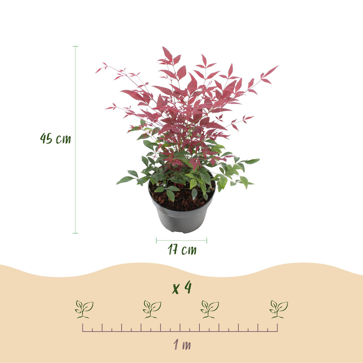 Green boutiQ - Gartenpflanze - Nandina Duo - Gelb & Rot - 2 Pflanzen - Immergrün - Pflegeleicht - Topf 17cm Höhe 45cm