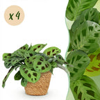 Green boutiQ - Zimmerpflanze - Maranta Fascinator Kerchoveana - Zebra-Pfeilwurz - Haustierfreundliche Pflanze - Grün - 4 Pflanzen - mit Korb - Topf 12 cm - Höhe 25 cm