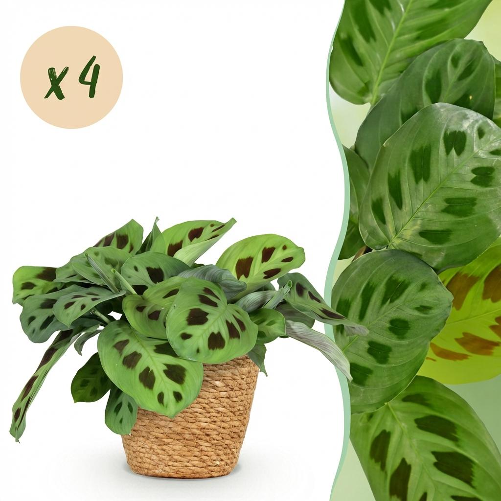 Green boutiQ - Zimmerpflanze - Maranta Fascinator Kerchoveana - Zebra-Pfeilwurz - Haustierfreundliche Pflanze - Grün - 4 Pflanzen - mit Korb - Topf 12 cm - Höhe 25 cm