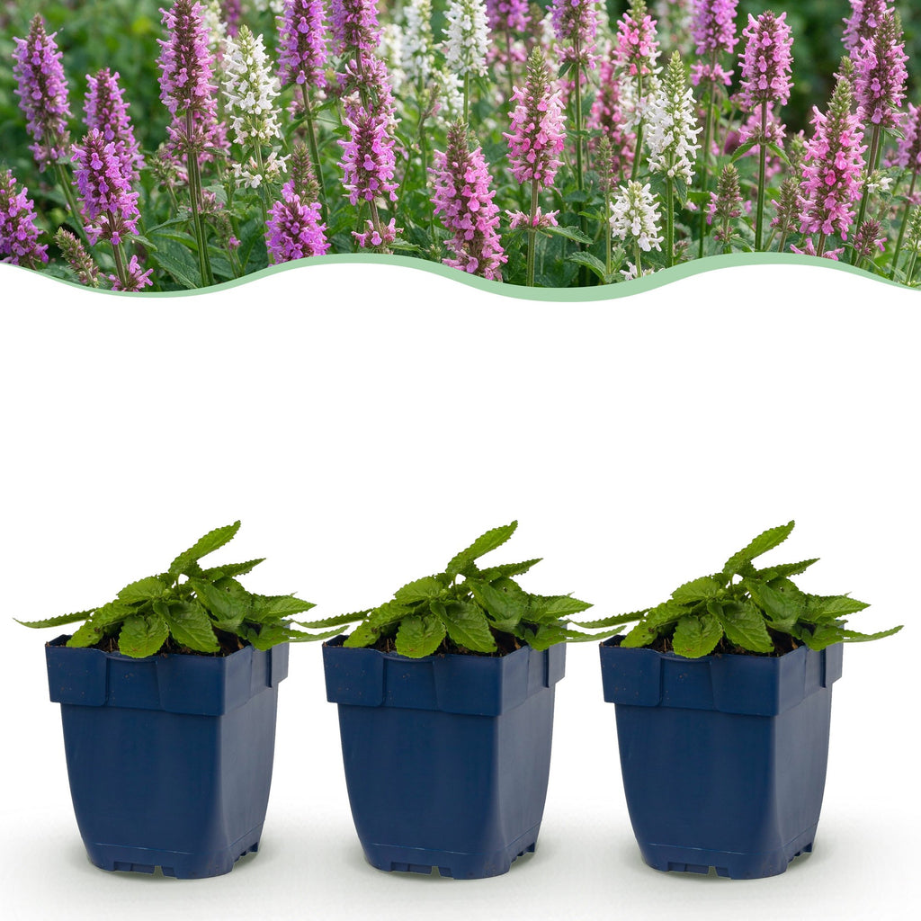 Green boutiQ - Stauden - Stachys Duo - Ziest - Bienen- und Schmetterlingsmagnet - Rosa - Lila - Weiß - 6 Pflanzen - Topf 11cm - Höhe 15-25cm