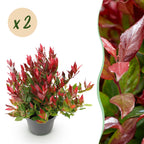 Green boutiQ - Gartenpflanze - Leucothoe Little Flame - Rot - 2 Pflanzen - Immergrün - Pflegeleicht - Topf 17cm Höhe 40cm