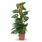 Green boutiQ - Plante d'intérieur - Monkey Mask - Monstera Adansonii sur tuteur - Vert - Entretien facile - 1 plante - Pot 19cm - Hauteur 90cm