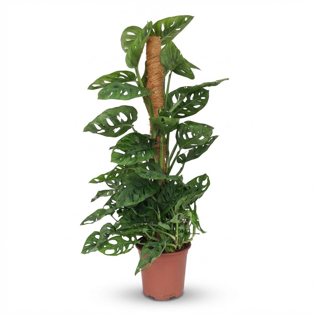 Green boutiQ - Plante d'intérieur - Monkey Mask - Monstera Adansonii sur tuteur - Vert - Entretien facile - 1 plante - Pot 19cm - Hauteur 90cm