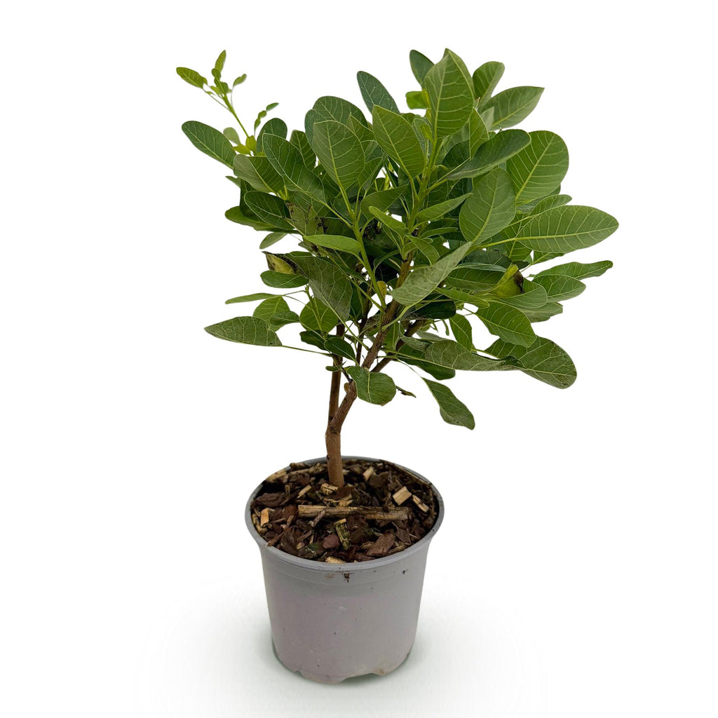 Green boutiQ - Plante de jardin - Cotinus coggygria Young Lady - Vert 1 Plante - Caduc - Peu d'entretien - Pot 12cm Hauteur 35cm