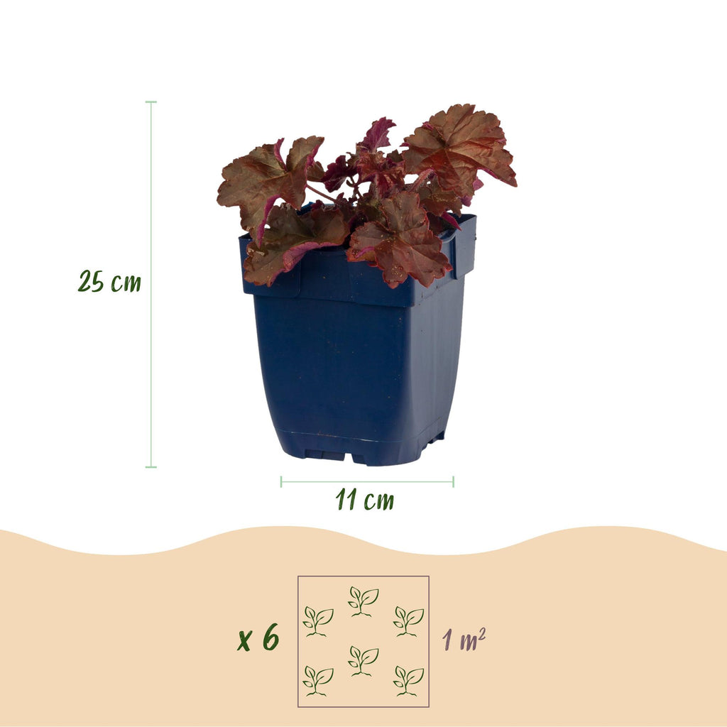 Green boutiQ - Plante vivace - Heuchera micr. Palace Purple - Heuchère - Ombre - Violet - 1 plante - Pot 11 cm - Hauteur 15-25 cm