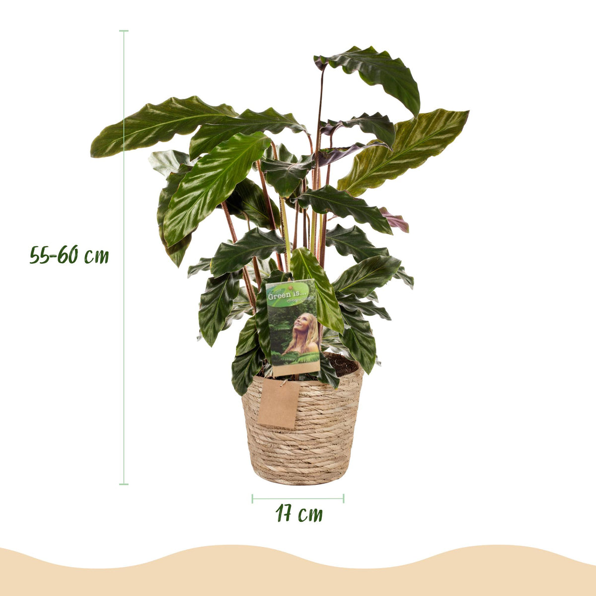 Green BoutiQ - Green is... Plantes d'intérieur - Calathea Rufibarba - Plante paon - Faible entretien - avec panier - Vert - 1 Plante - Pot 17cm - Hauteur 55-60cm