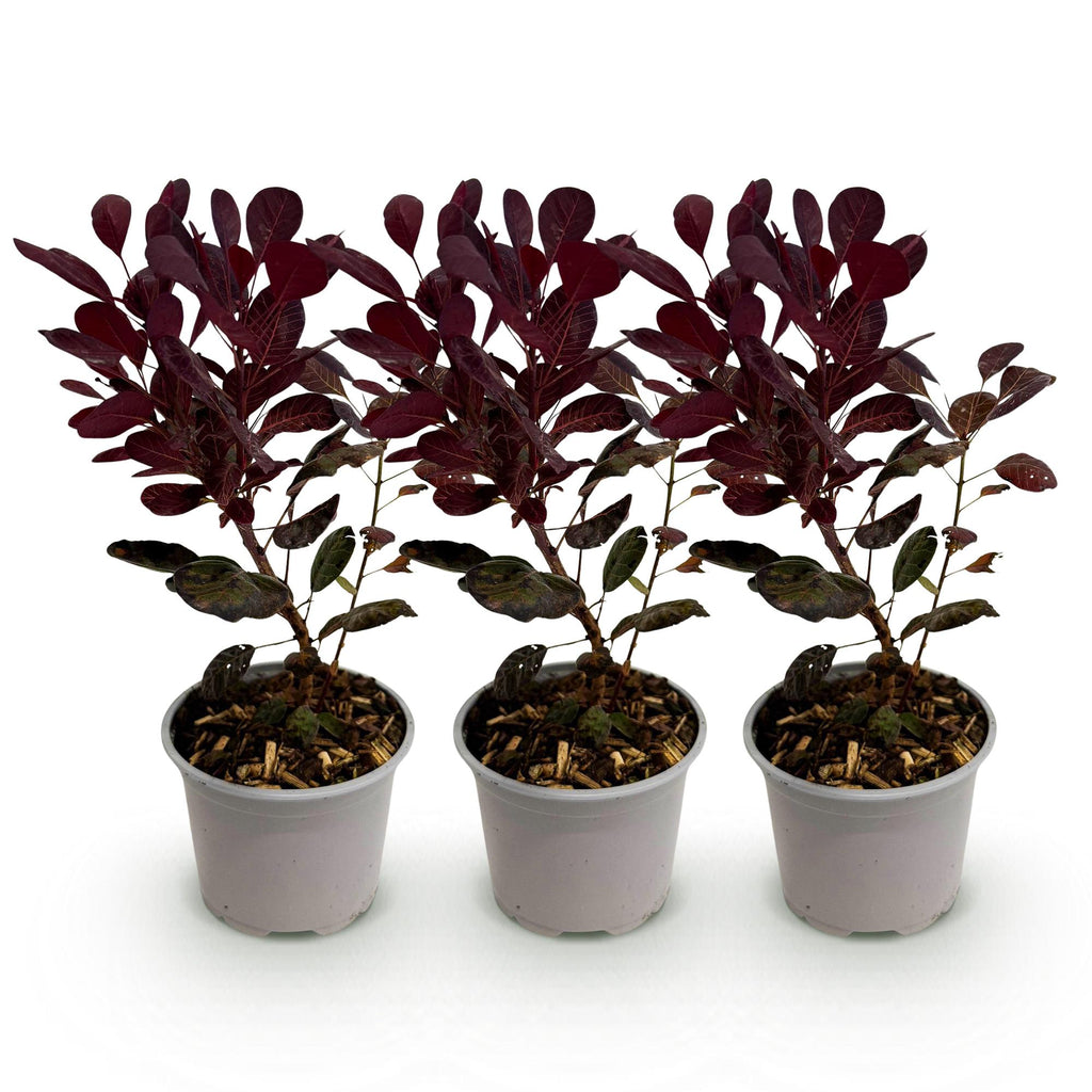 Green boutiQ - Plante de jardin - Cotinus coggygria Lilla - Violet 3 Plantes - Caduc - Peu d'entretien - Pot 12cm Hauteur 35cm