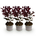 Green boutiQ - Plante de jardin - Cotinus coggygria Lilla - Violet 3 Plantes - Caduc - Peu d'entretien - Pot 12cm Hauteur 35cm