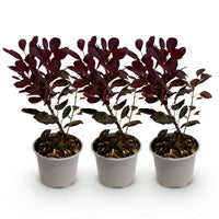 Green boutiQ - Tuinplant - Cotinus coggyria Lilla - Paars 3 Planten - Bladverliezend - Weinig Onderhoud - Pot 12cm Hoogte 35cm