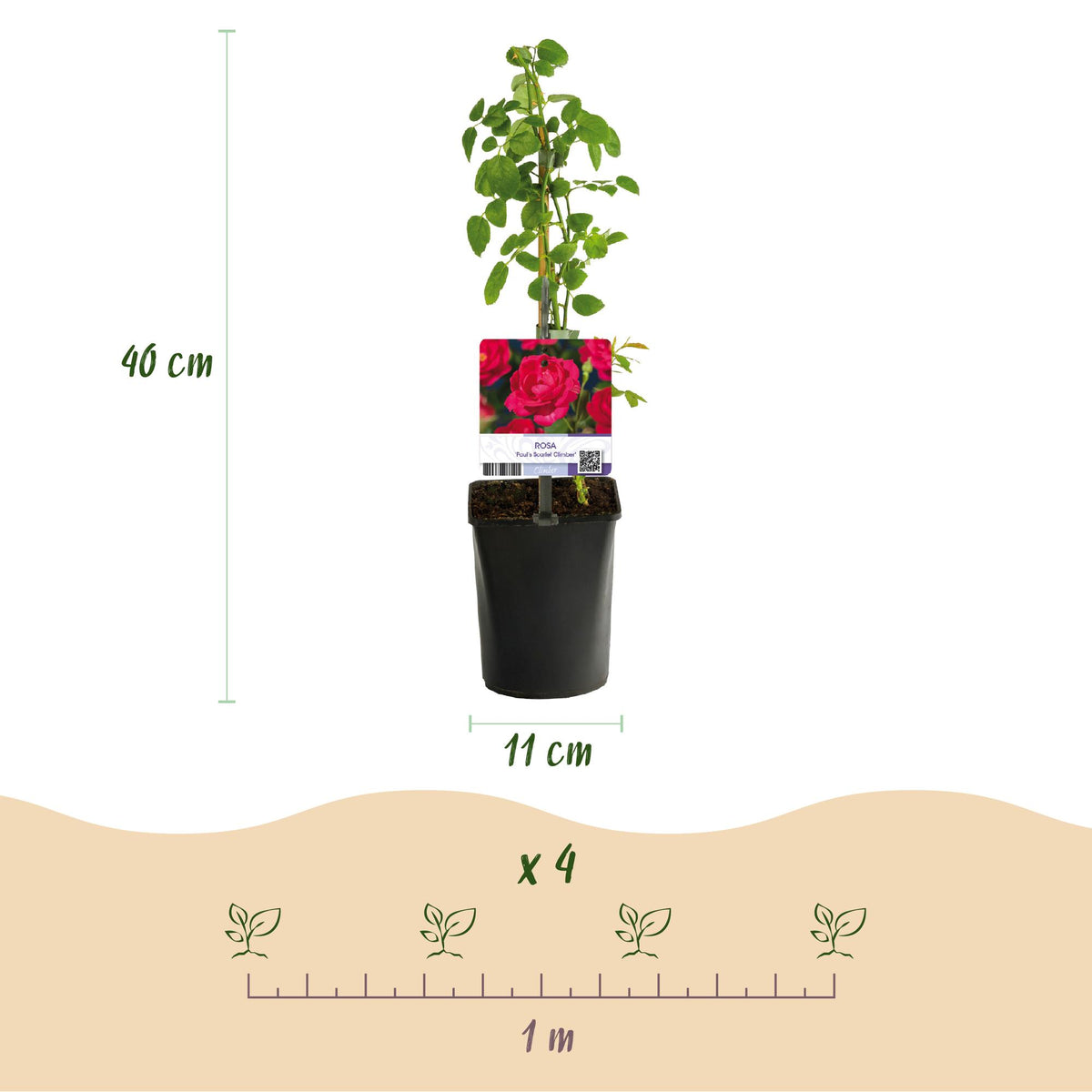 Green boutiQ - Rosier grimpant - Rosa Paul Scarlet Climber - Fleur rouge - Peu d'entretien - 2 plantes - Pot 11cm Hauteur 40cm