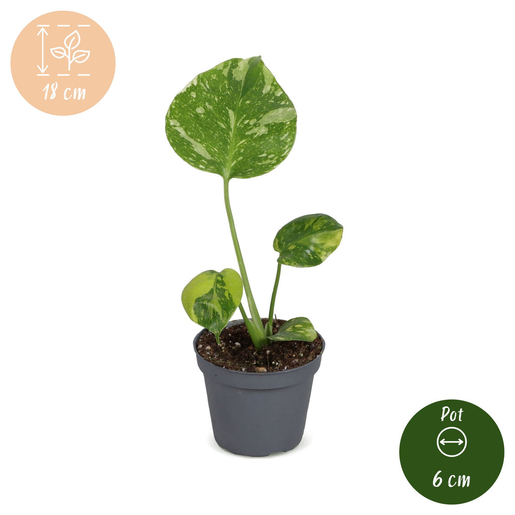 Monstera Deliciosa Electro Light - Electro Light Swiss Cheese Plant - Green - Tropical - Ø6cm - ↕18cm