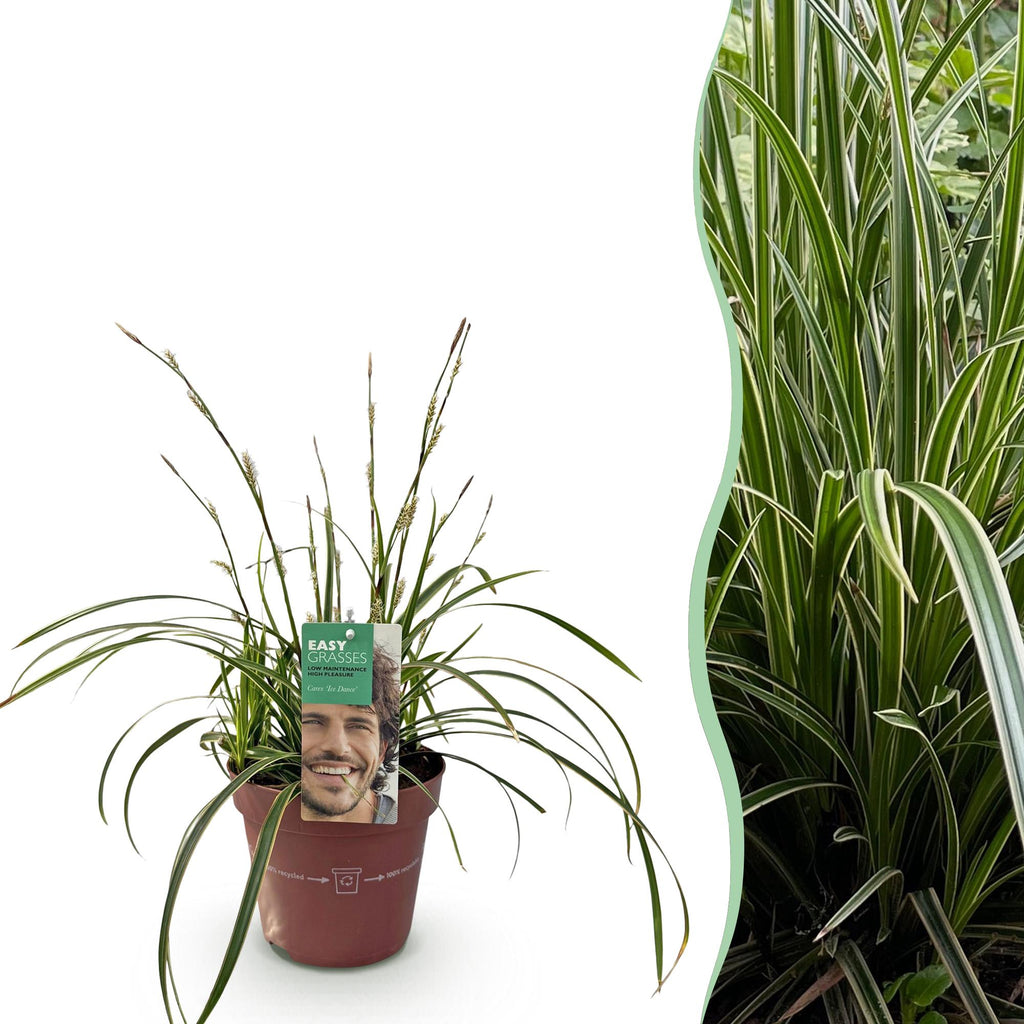 Green boutiQ - Graminées ornementales - Carex morrowii Ice Dance - Blanc & Vert - 1 Plante - Persistant - Rustique - Pot 17cm Hauteur 50cm