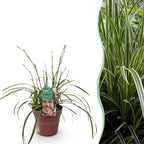 Green boutiQ - Graminées ornementales - Carex morrowii Ice Dance - Blanc & Vert - 1 Plante - Persistant - Rustique - Pot 17cm Hauteur 50cm