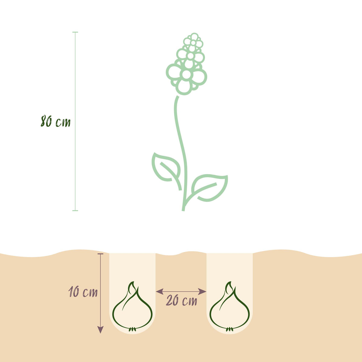 Green boutiQ - Bloembollen - Camassia Leichtlinii Mix - Kleur Paars en Wit - 5 stuks - Bolmaat 12/14 - XXL Pack