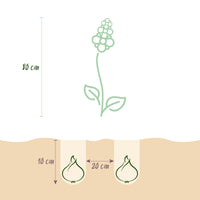 Green boutiQ - Bloembollen - Camassia Leichtlinii Mix - Kleur Paars en Wit - 5 stuks - Bolmaat 12/14 - XXL Pack