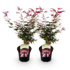 Green boutiQ - Plante de terrasse - Érable du Japon - Acer palmatum Shaina - Rouge - 2 Plantes - Caduc - Pot 19 cm Hauteur 70 cm