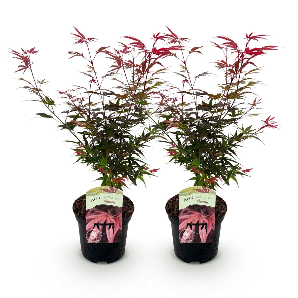 Green boutiQ - Plante de terrasse - Érable du Japon - Acer palmatum Shaina - Rouge - 2 Plantes - Caduc - Pot 19 cm Hauteur 70 cm
