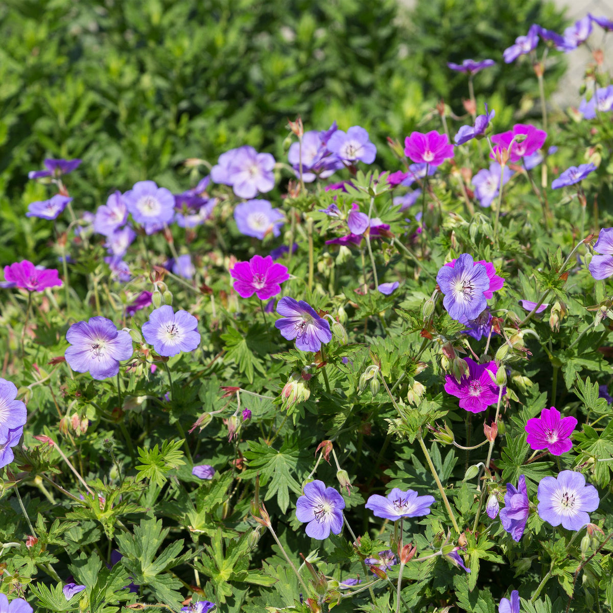 Vasteplant - Borderpakket - Bodembedekend - Diversen - Soorten en kleuren - 12 Planten - Pot 11cm - Hoogte 15-25cm