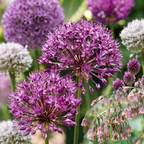 640x Bulb Garden Allium - Bollentuinsierui - Diversen - Zomerbloeier - Bolmaat 10/12