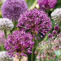 640x Bulb Garden Allium - Bollentuinsierui - Diversen - Zomerbloeier - Bolmaat 10/12