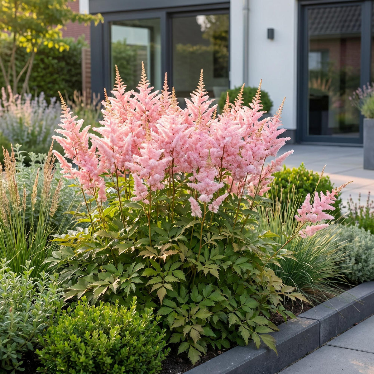 Green boutiQ - Plante vivace - Astilbe (J) Europa - Astilbe - Ombre - Rose - 3 plantes - Pot 11cm - Hauteur 15-25cm