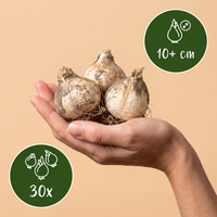 30x Allium Miami - Sierui - Paars - Zomerbloeier - Bolmaat 10/+