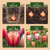 15x Tulipa Glowing with pride - Tulp Glowing with pride - Diversen - Voorjaarsbloeier - Bolmaat 11/12