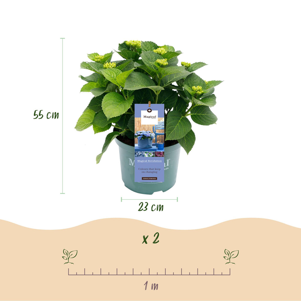 Green boutiQ - Plante de terrasse - Hortensia - Hydrangea Magical Revolution Blue - Bleu - 6-10 fleurs - Pot 23 cm Hauteur 55 cm