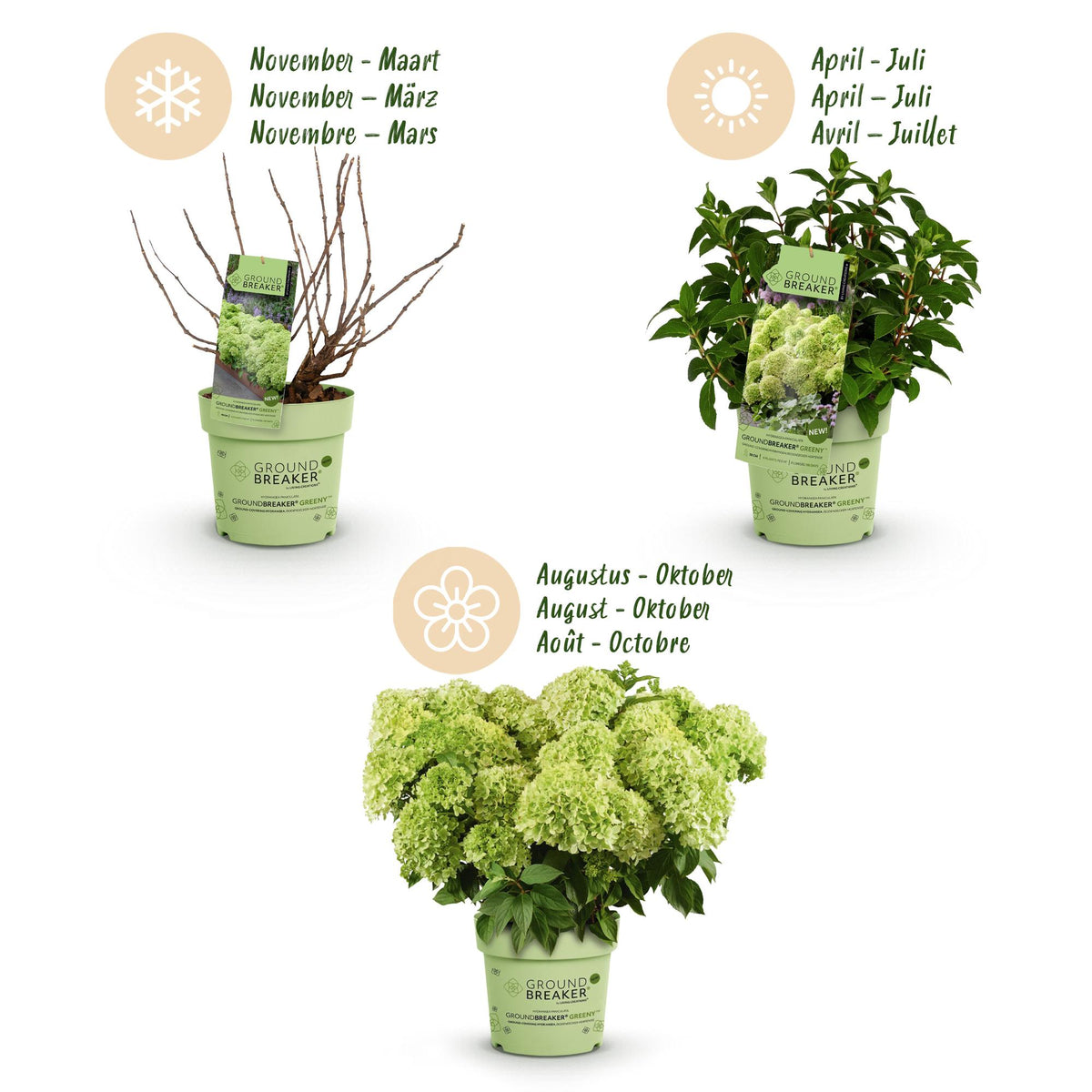 Green boutiQ - Tuinplant - Hydrangea panniculata Groundbreaker Greeny - Pluimhortensia - Winterhard - Creme - 8 Planten - Pot 14cm -Hoogte 20-25cm
