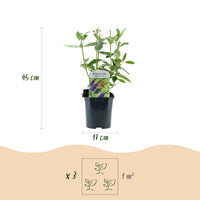 Green boutiQ - Tuinplant - Buddleja davidii Empire Blue - Vlinderstruik - Winterhard - Blauw - 3 Planten - Pot 17cm - Hoogte 45cm