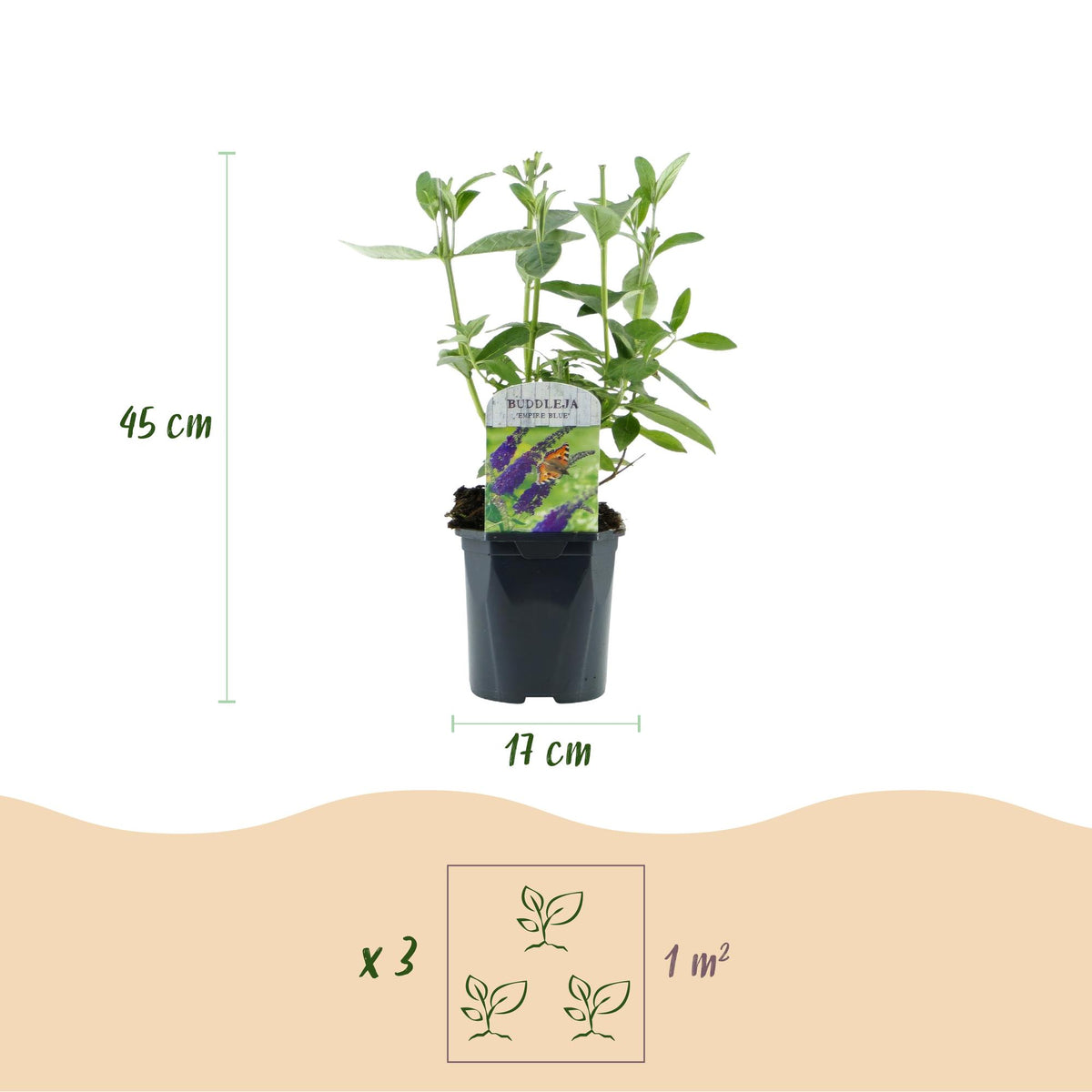 Green boutiQ - Plante de jardin - Buddleja davidii Empire Blue - Arbre aux papillons - Rustique - Bleu - 3 plantes - Pot 17cm - Hauteur 45cm
