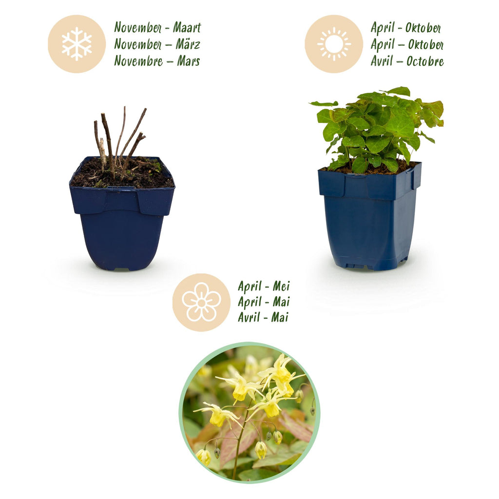 Green boutiQ - Stauden - Epimedium perralch. Frohnleiten - Elfenblume - Schatten - Gelb - 6 Pflanzen - Topf 11cm - Höhe 15-25cm