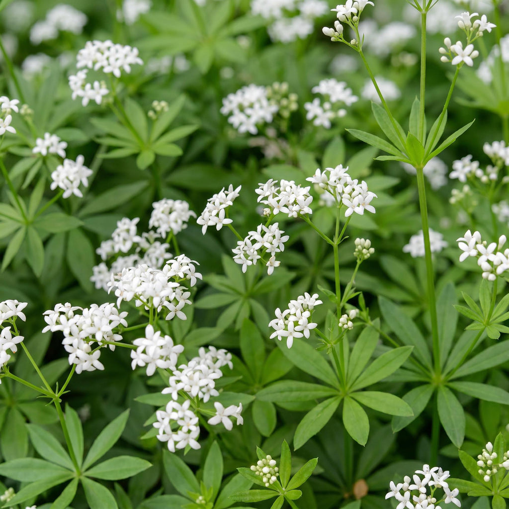 Green boutiQ - Stauden - Galium odoratum - Waldmeister - Bodendeckend - Weiß - 12 Pflanzen - Topf 11 cm - Höhe 15-25 cm