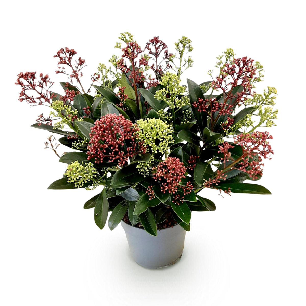 Plante de terrasse - Skimmia japonica Festival - Fleurs blanches & rouges - 15+ fleurs - 1 plante - Rustique - Pot 15 cm Hauteur 30 cm