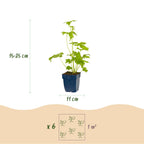 Green boutiQ - Stauden - Delphinium (P) Blue Bird - Rittersporn - Bienen- und Schmetterlingsmagnet - Blau - 1 Pflanze - Topf 11cm - Höhe 15-25cm