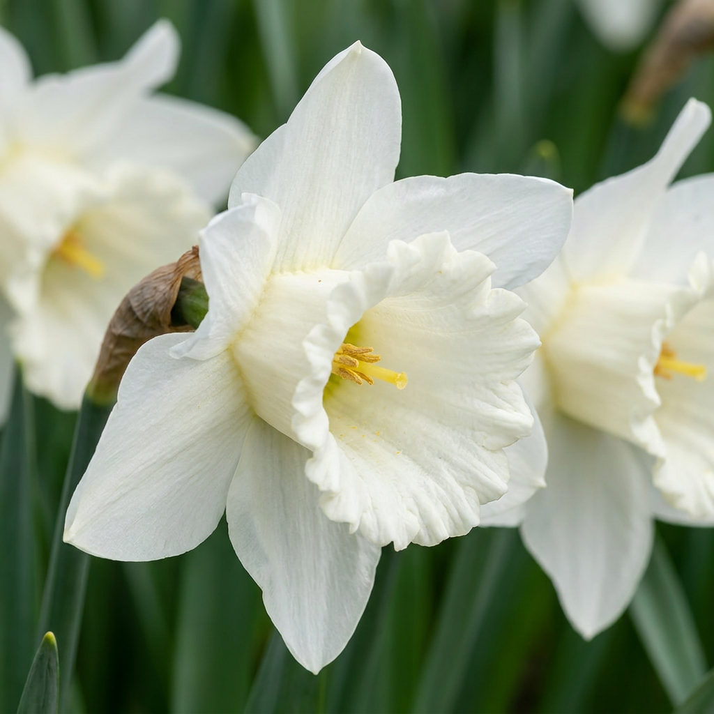 30x Narcissus Mount Hood - Trompetnarcis - Wit - Voorjaarsbloeier - Bolmaat 10/12