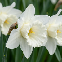 30x Narcissus Mount Hood - Trompetnarcis - Wit - Voorjaarsbloeier - Bolmaat 10/12