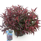Green boutiQ - Plante de jardin - Leucothoe Burning Love - Rouge - 1 plante - Persistante - Peu d'entretien - Pot 17cm Hauteur 45cm