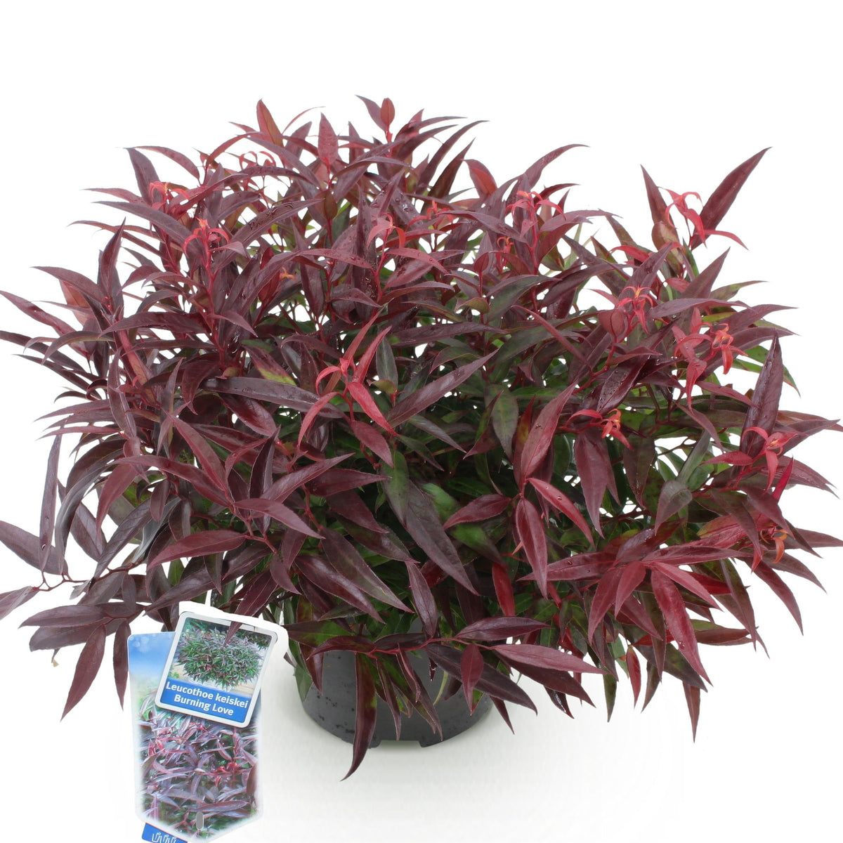 Green boutiQ - Plante de jardin - Leucothoe Burning Love - Rouge - 1 plante - Persistante - Peu d'entretien - Pot 17cm Hauteur 45cm